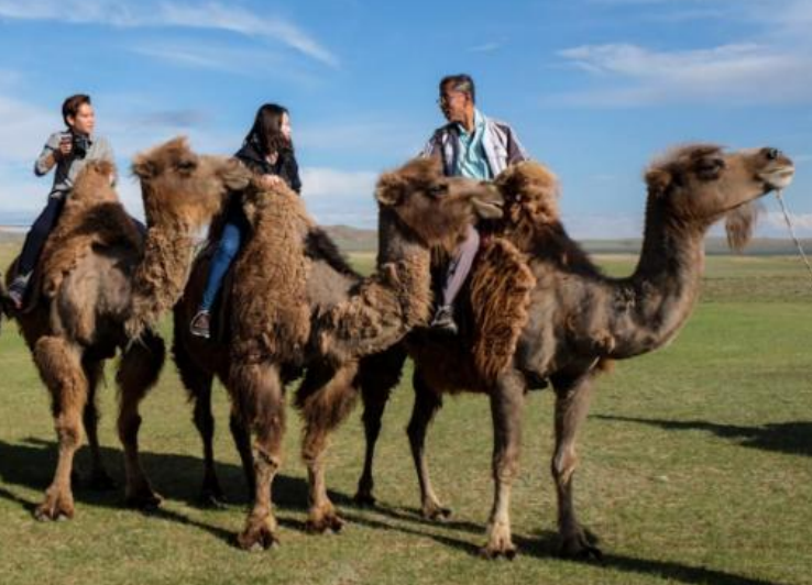 蒙古騎駱駝