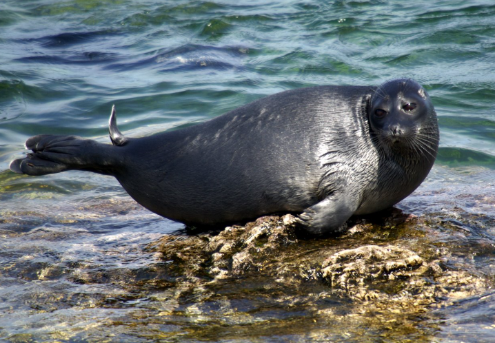 貝加爾湖海豹島
